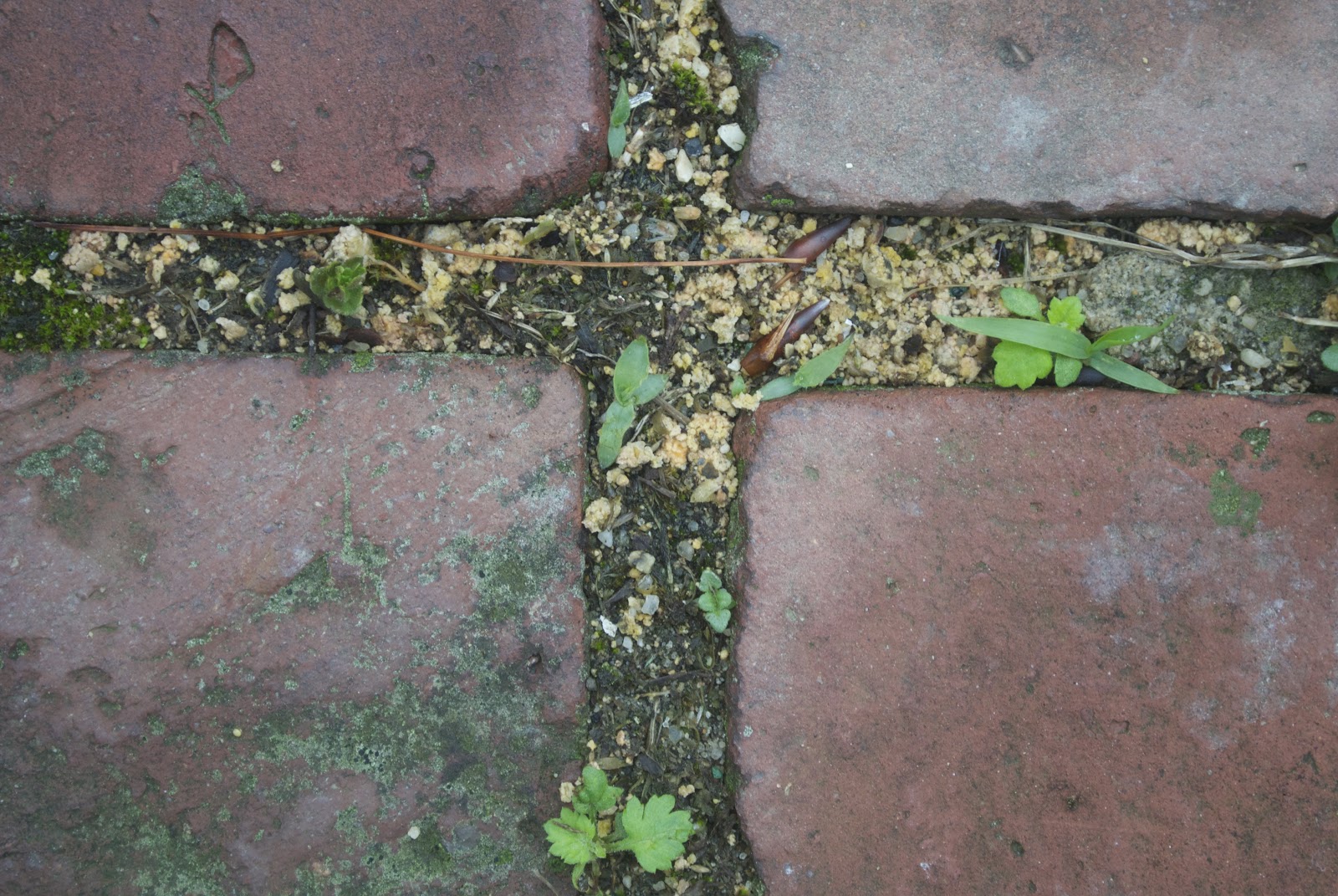 Life at Pugsley Patio Update Controlling crabgrass with corn gluten