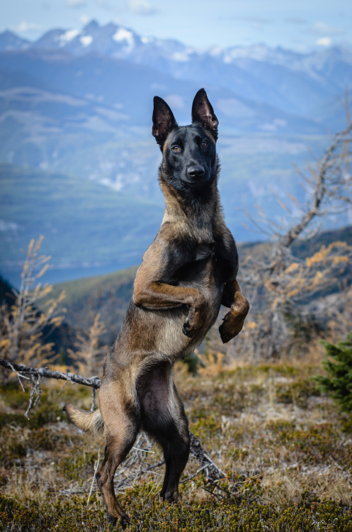 Belgian Malinois | Animals and Pets