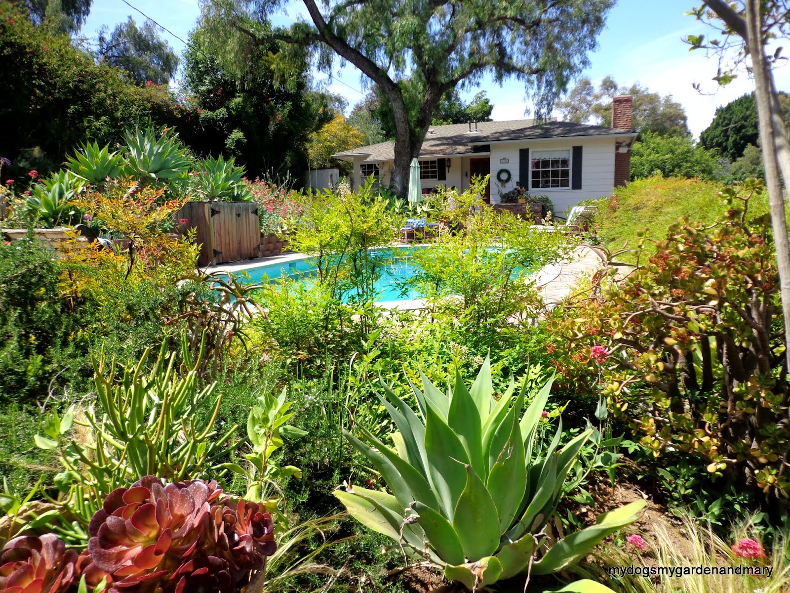 mydogsmygardenandmary FULLERTON'S BEAUTIFUL 2016 GARDENS