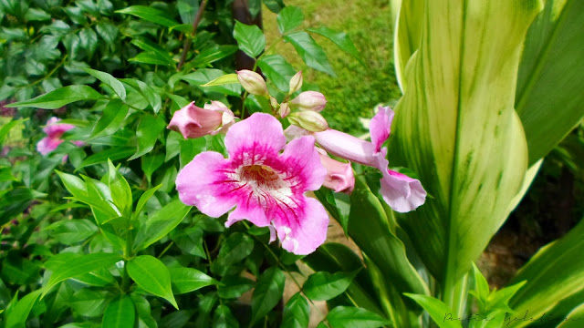 Terrazas de Flores Cebu Botanical Garden