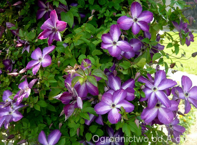 Powojnik ‘Venosa Violacea’ Clematis 'Venosa Violacea'