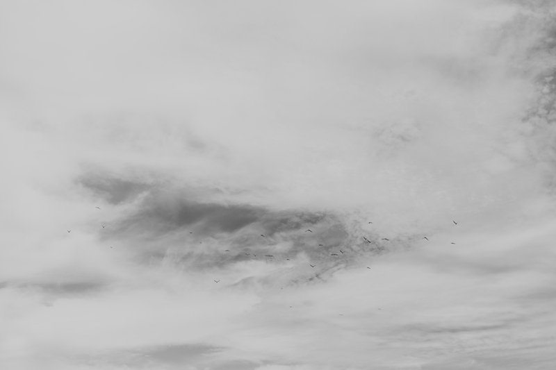 bw shot of clouds and birds in sky