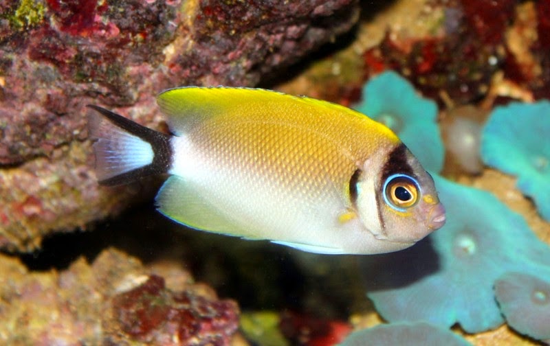 Genicanthus semifasciatus