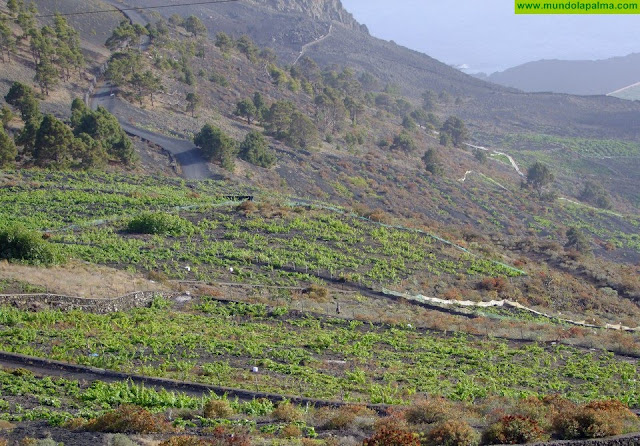 El Gobierno de Canarias concede los 12,6 millones pendientes en subvenciones para las inversiones en explotaciones agrícolas