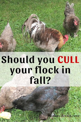 Culling the chicken flock in fall