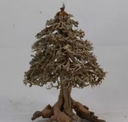Bonsai Driftwood 2017