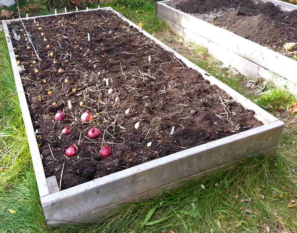 The Gardening Me Garlic and Shallots Planted