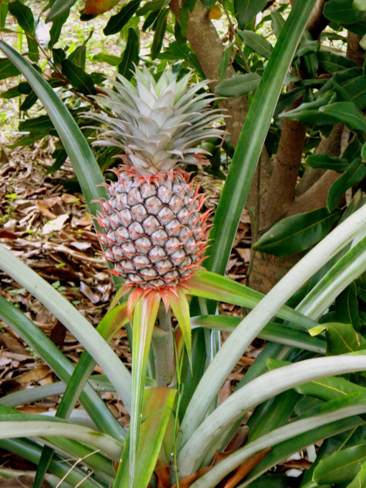 Tropical Fruit History of Pineapples