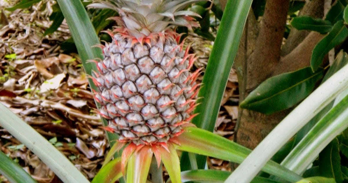 Tropical Fruit History of Pineapples
