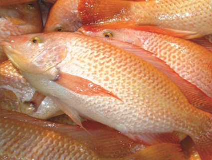 Umpan Mancing Ikan Nila Merah Paling Jitu