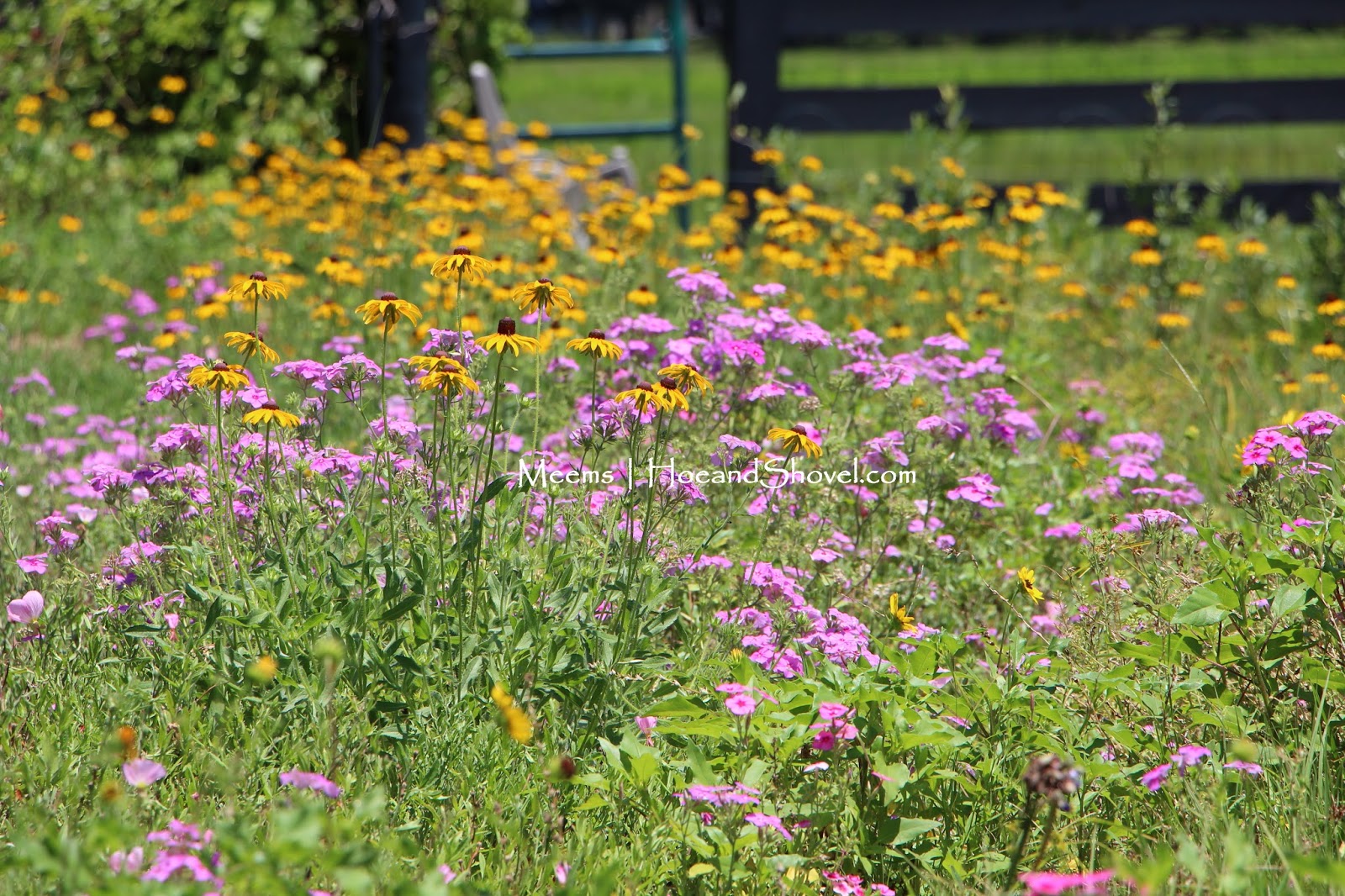Hoe and Shovel: A Florida Wildflower Garden