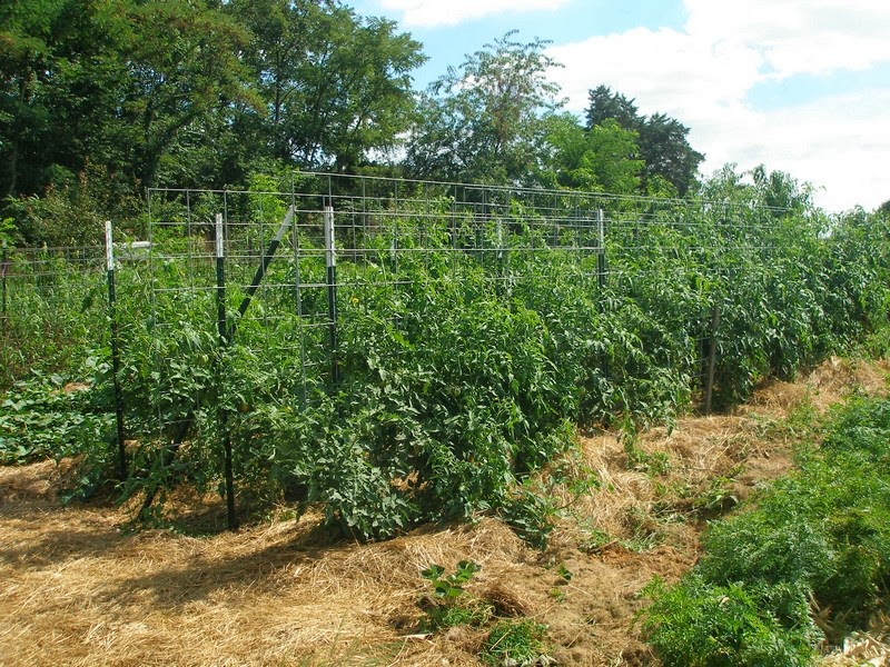 Thy Hand Hath Provided Tomatoes Cages The Florida Weave Or Trellises