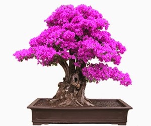 <img src="bonsai24.jpg" alt="foto bonsai">