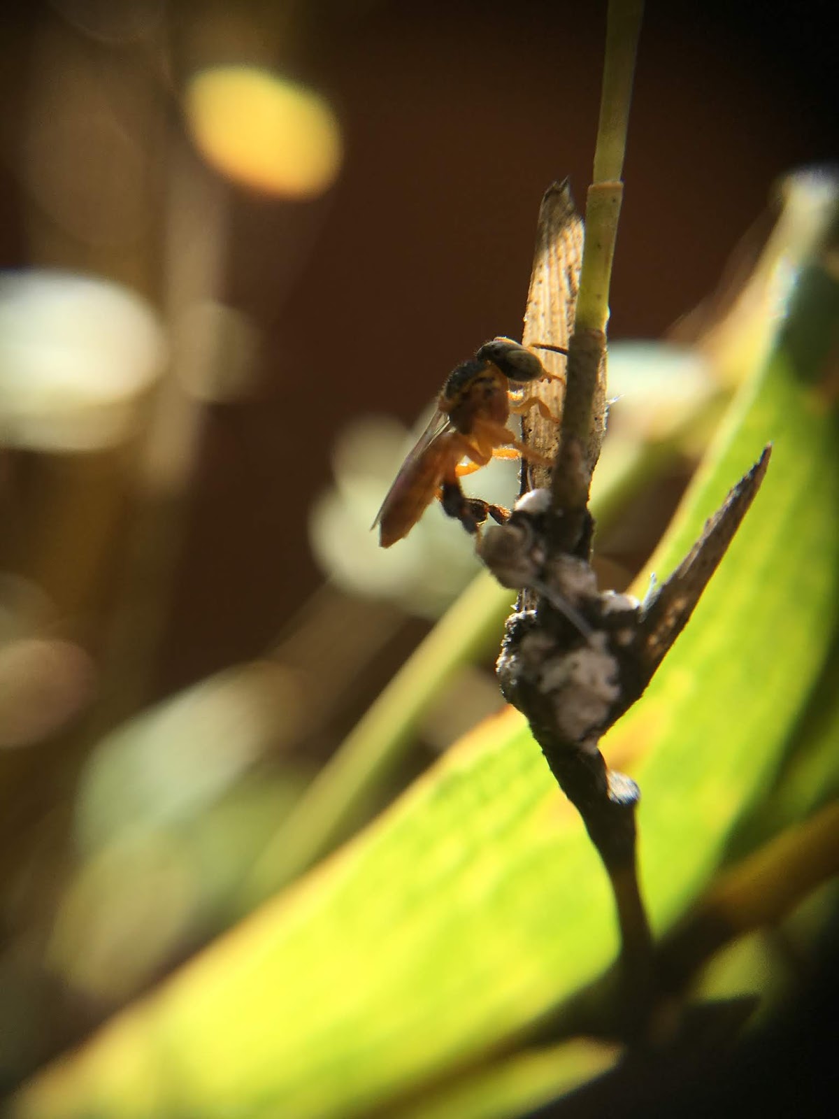Agrobambu/Bambuplatz Garten INSETOS DO BAMBU BAMBOO INSECTS