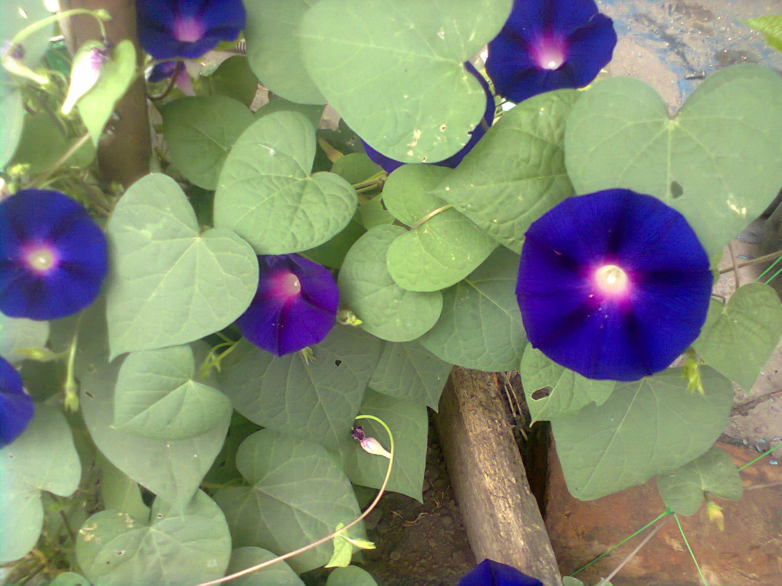 Блог Надії Калантай: ФОТО \"МОЇ КВІТИ\"