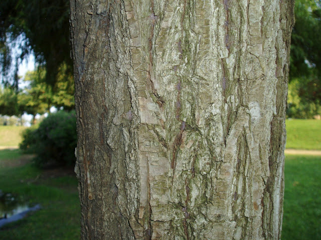 SAUCE LLORÓN: Salix babylonica