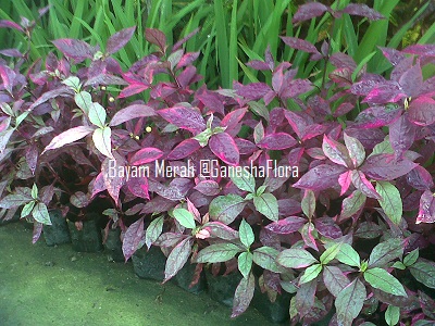 BAYAM HIAS MERAH (Aerva sanguinolenta)  GANESHA FLORA