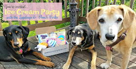 3 rescue mixed breed dogs subscription box