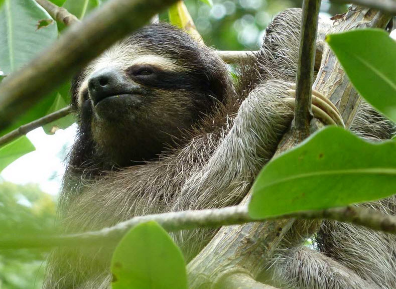 Threetoed Sloth The Biggest Animals Kingdom
