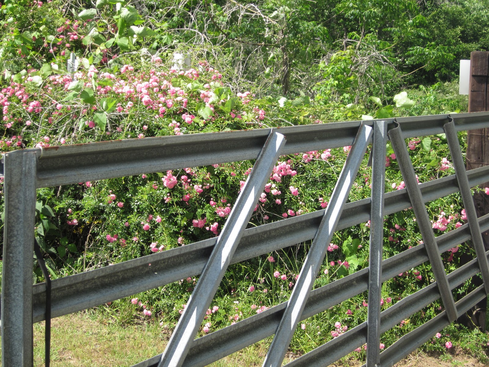 Insert Clever Phrase Here Pope camp house