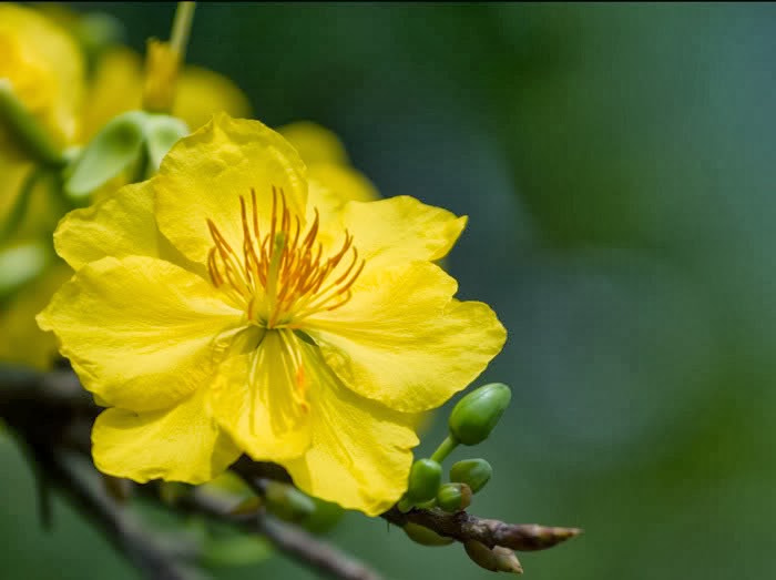 18 of Beautiful Apricot Blossom photos in Vietnam Photos full HD