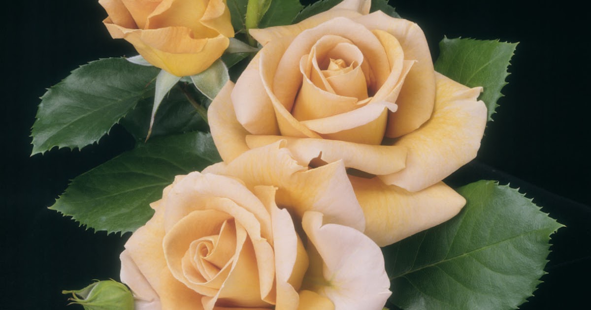 Rose Hybridizing: ‘Honey Dijon’ the Rose