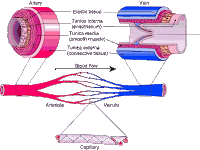 Arteries And Veins Diagram Arteries And Veins Diagram