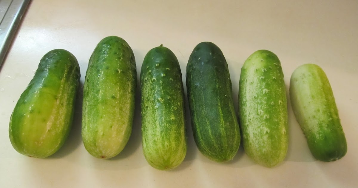 Girl With An English Heart Cucumber, Baby! (Cucumber baby)