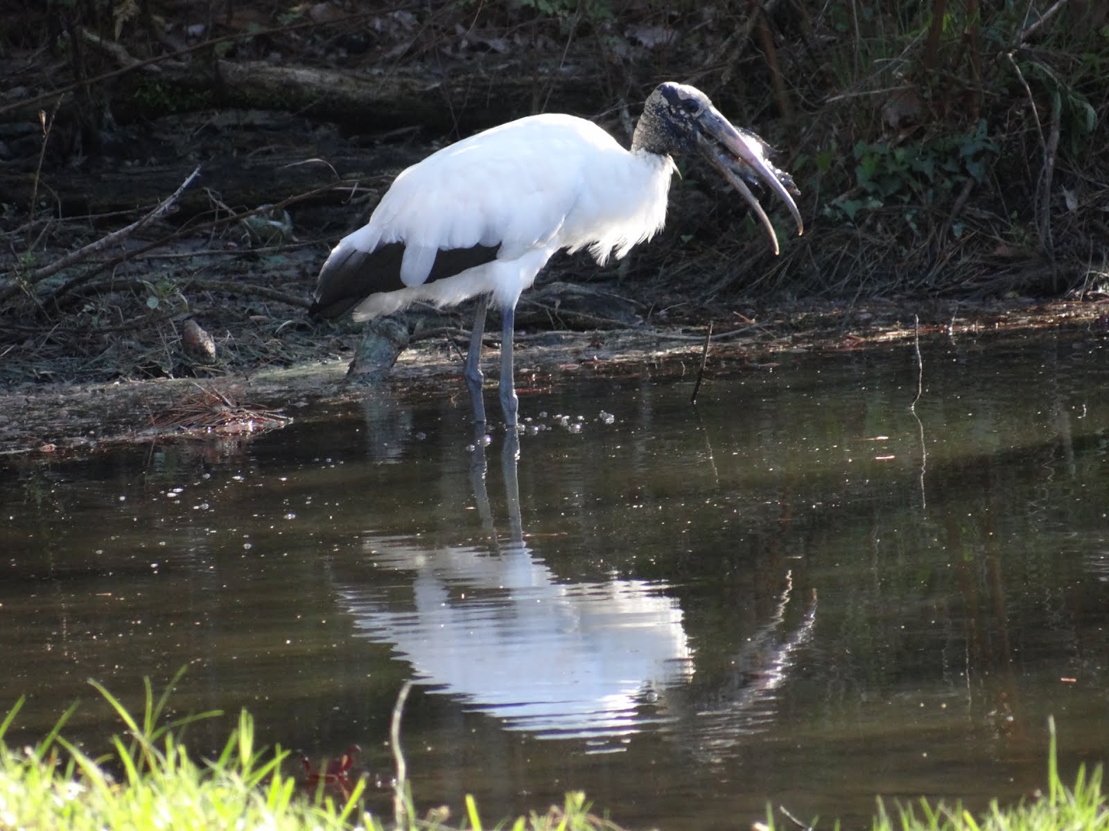 Feathers And Beaks: Wood Stork