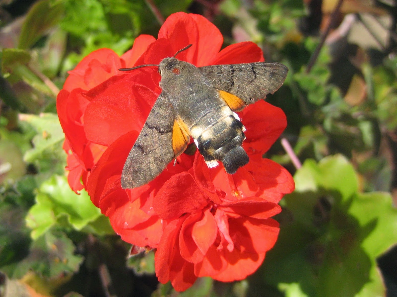 Upper Thames Moths Hummed Out