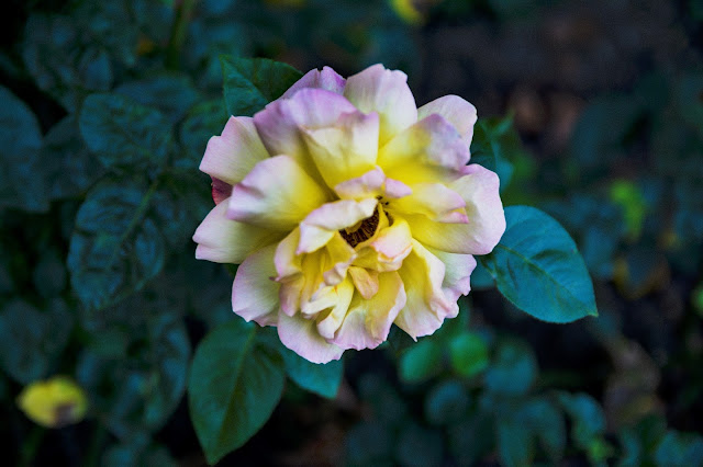 DSC_6440.jpg