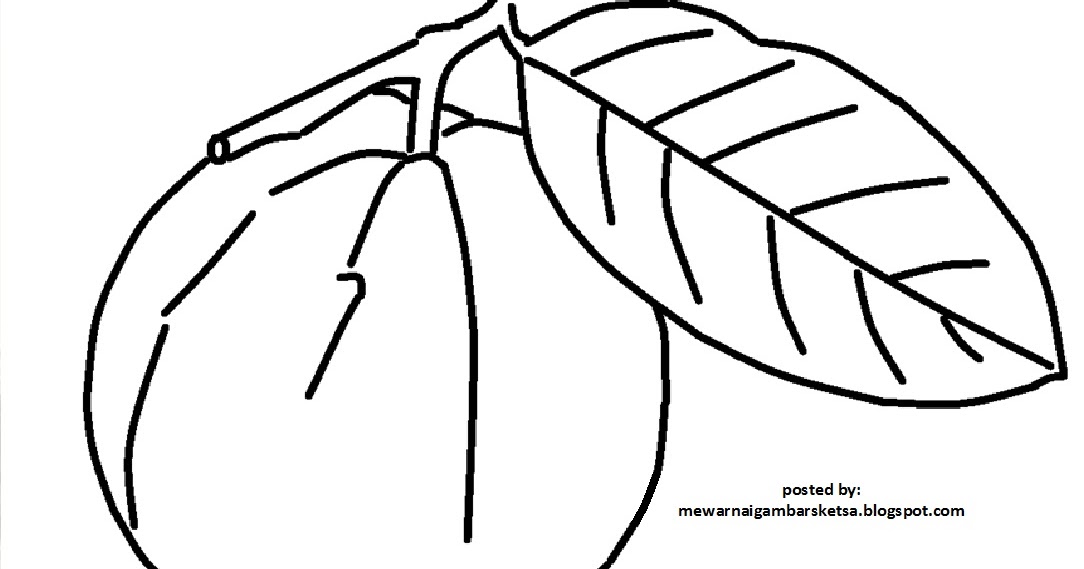 gambar buah jambu biji mewarnai anak