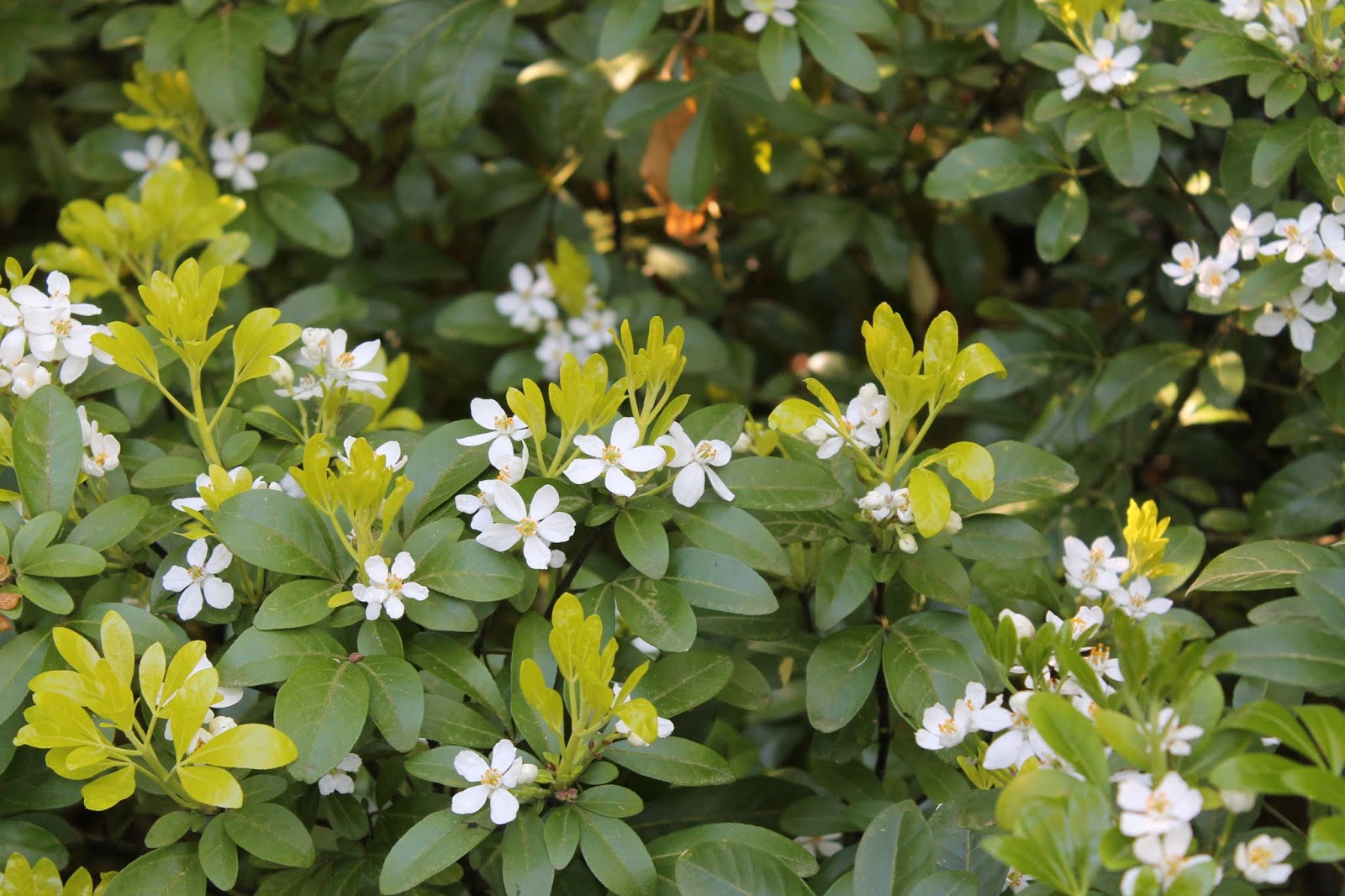 Pivoines Et Macarons Choisya Ternata Sundance Oranger Du Mexique