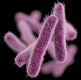 dizanteri nedir kaca ayrilir