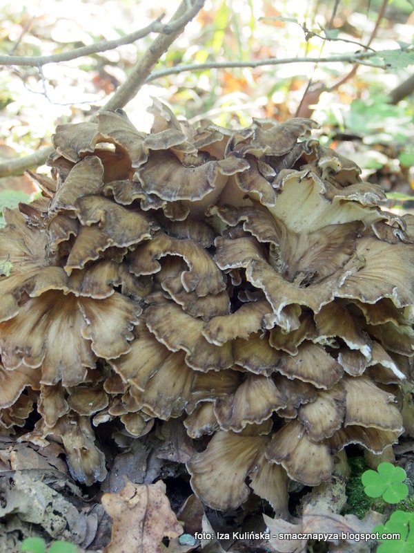 Grzyby gatunkami. Żagwica listkowata Smaczna Pyza