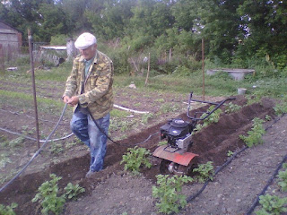 Как улучшить рост растений с помощью электромагнетизма Как улучшить рост растений с помощью электромагнетизма