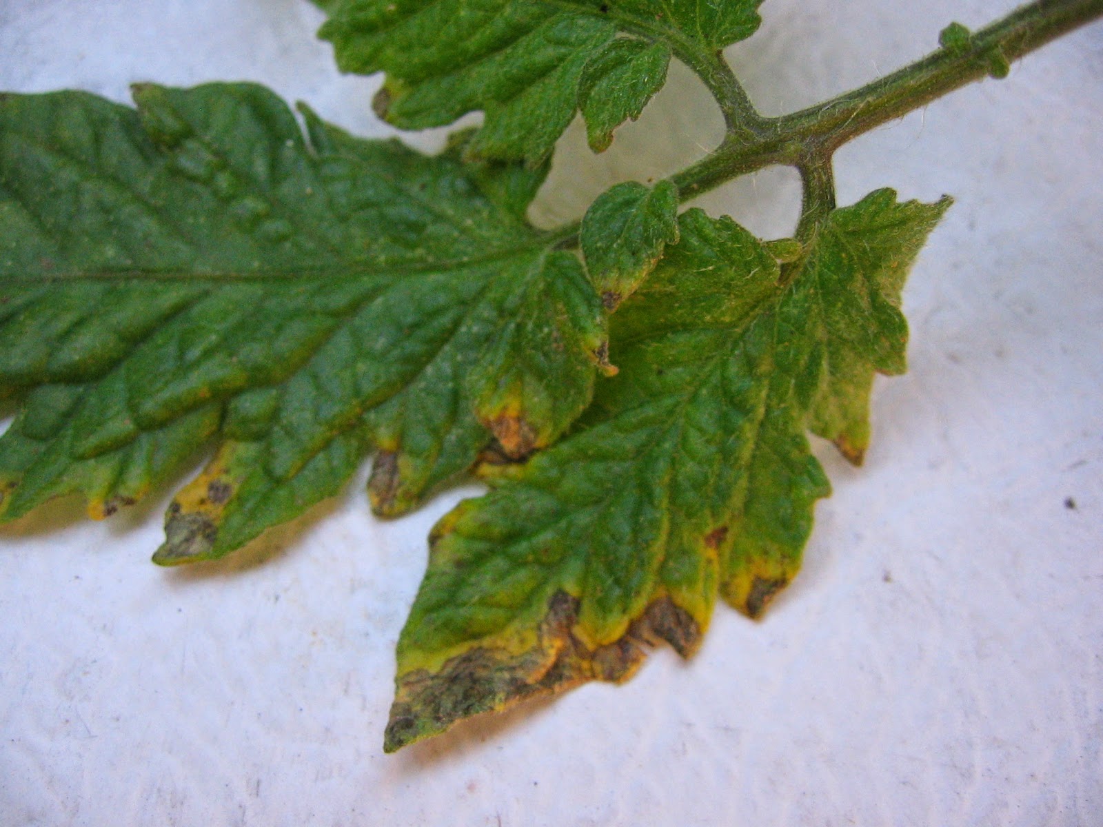 Xtremehorticulture of the Desert Black Spots on Tomato Leaves May Be Septoria