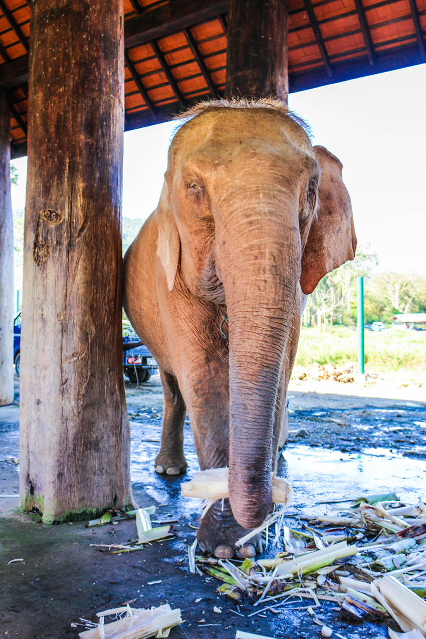 Luang Prabang Elephant Camp