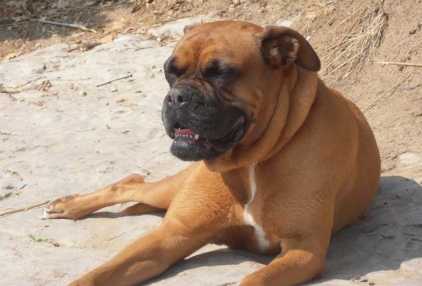Boxer Dog wallpapers and pictures