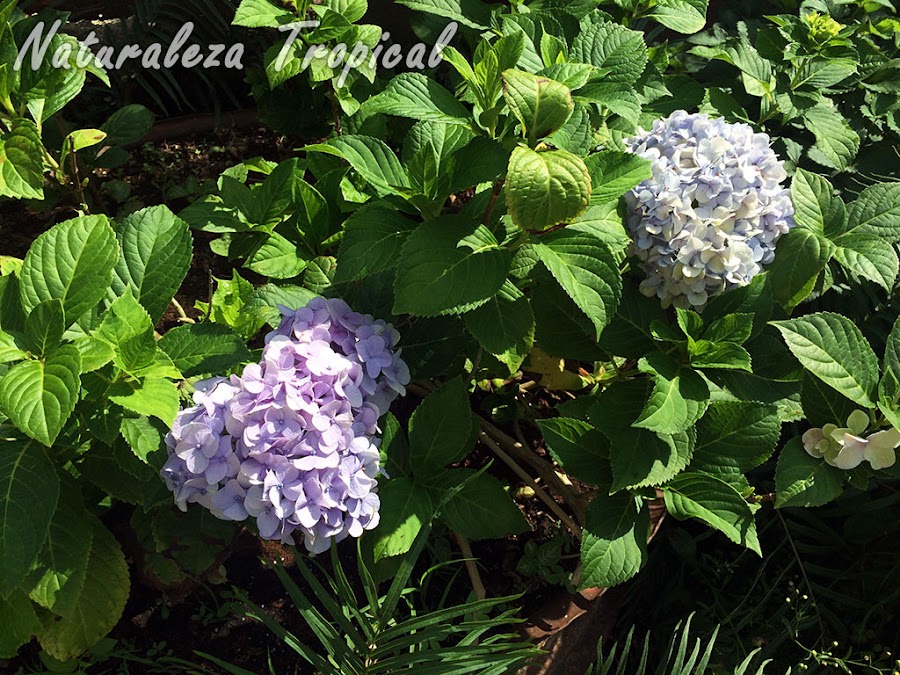 Hortensia florecida, género Hydrangea