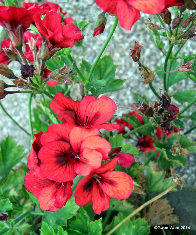 PERFECT PELARGONIUMS: Wordless Wednesday - 04.03.14 - New Voodoo