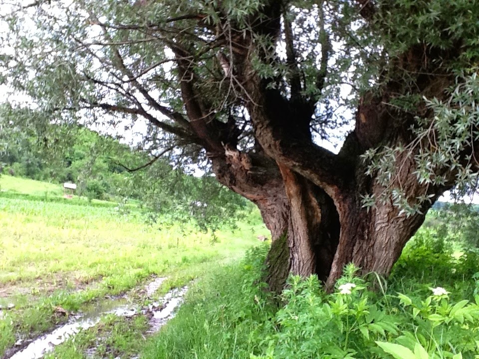 Jilo_13v the beauty of the countryside @ all-the-places