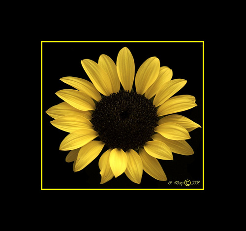 1001 archives: The BEST Floral Gallery
