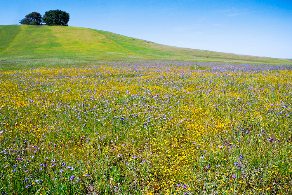 Kristel Balmet Edgewood Park Wildflowers