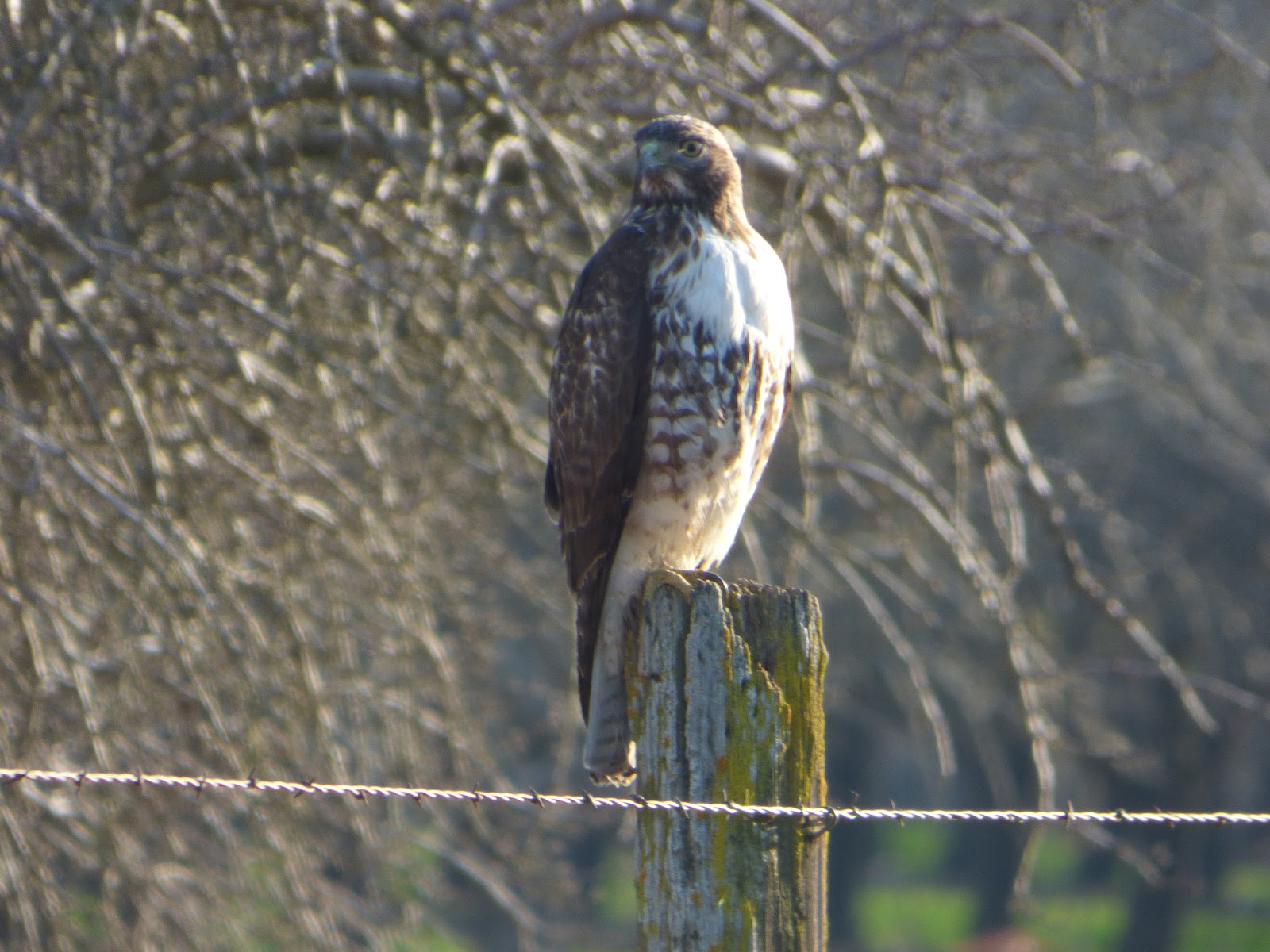 Geotripper S California Birds Juvenile Red Tailed Hawk On The California Prairie