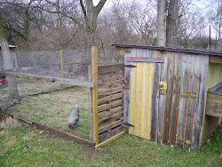 coop chicken homestead wood building jones had