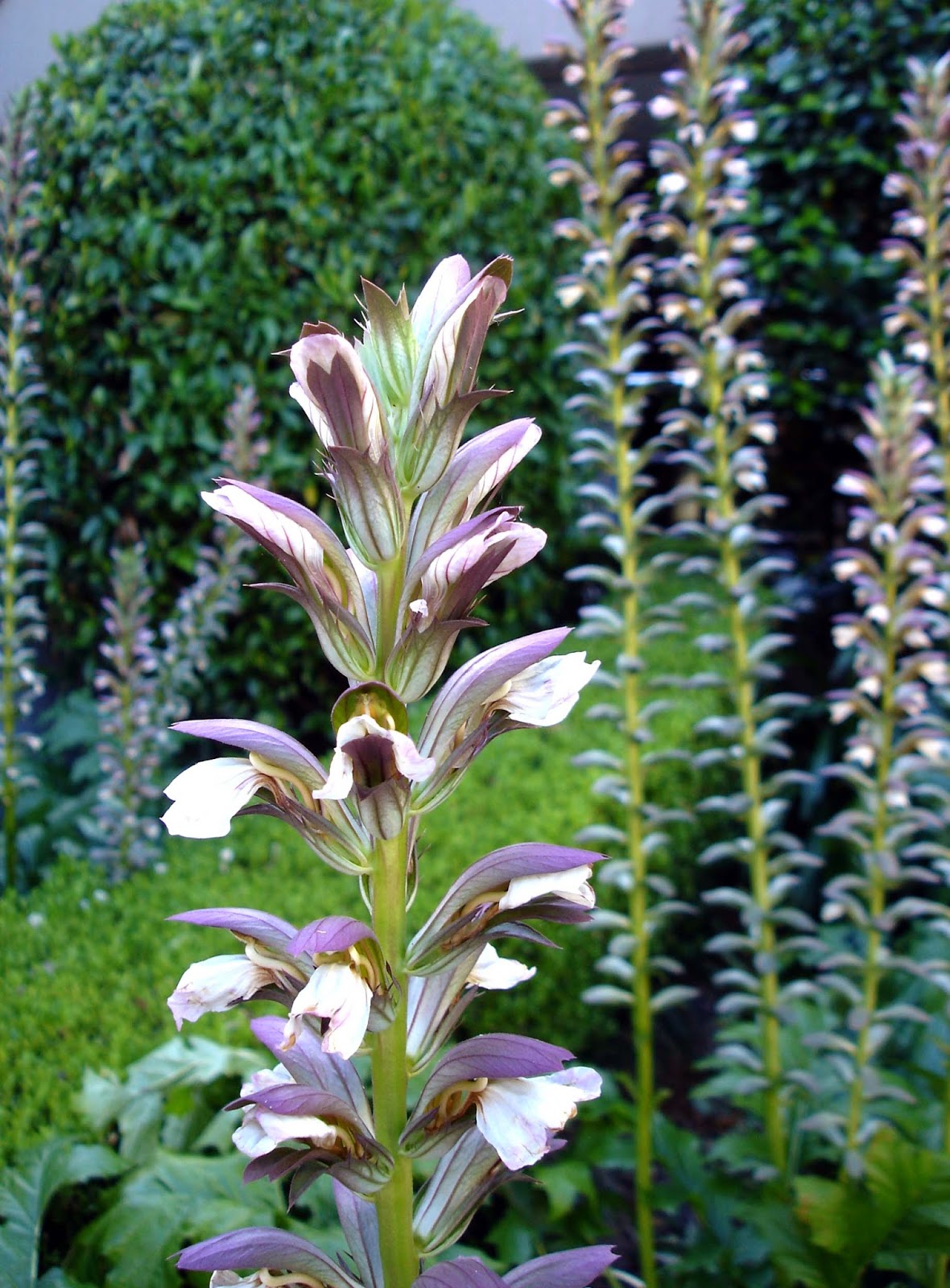 Flowers by Friends Flower of the Day Acanthus by