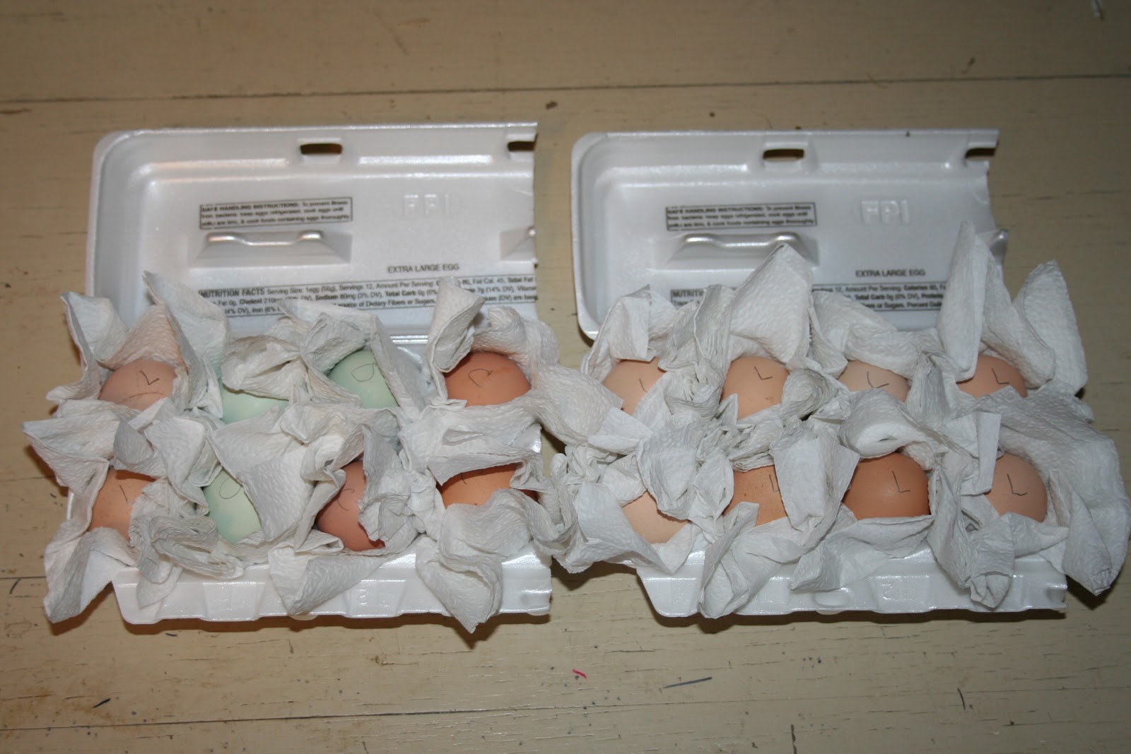 Chicken Scratch Poultry EGG SHIPPING DAY