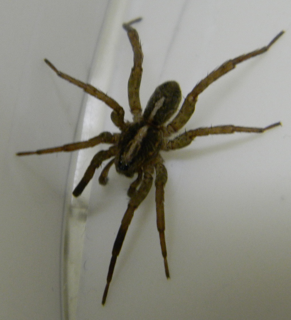 Wolf Spider Michigan Spiders Wolf Spider Michigan Spiders