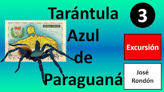 Tarántula Azul de Paraguaná